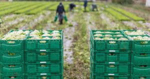 caixas plásticas agrícolas